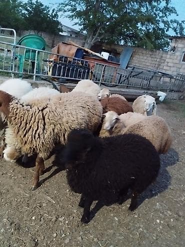 qoyun bazari: Salam qurbanlıq quzular satışa çıxıb.her cürə hər çəkidə var qiymətlər — 1