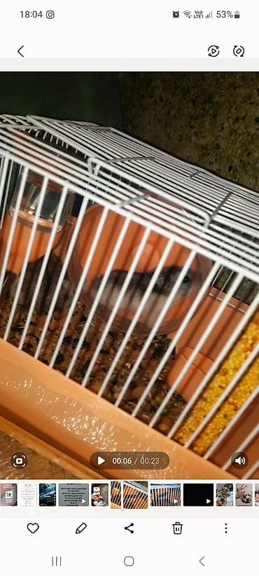 2 xamyak bozlu agli qefesiyle birlikde satilir