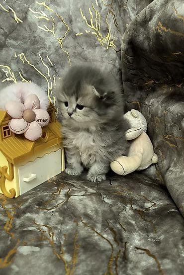 sfinks pişik: Şotland uzun tüklü — 3