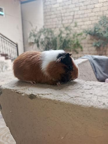 it yuvalarinin satisi: Trikolor (ağ-qara-qəhvəyi) rəng palitrasında, qısa tüklü balaca dəniz — 5