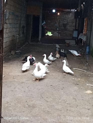 yaşılbaş ordək: 5Dişi 4erkəy Tam sağlam Ördəklərdi Hamsi bir yerdə 180manat — 5