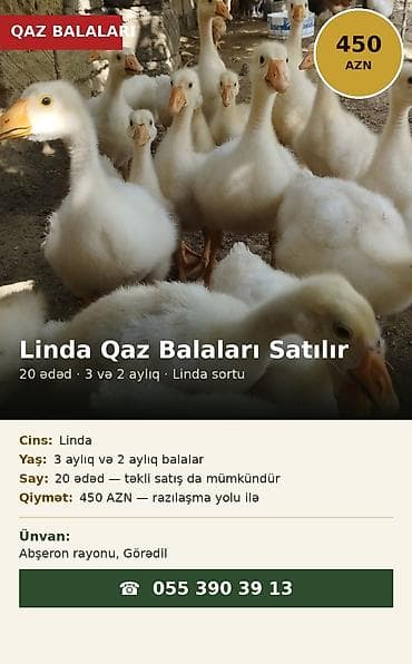 Гуси: Самец, | Linda, Для разведения — 2