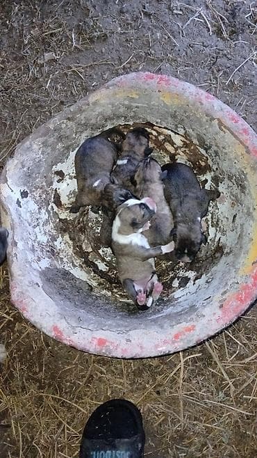 tap.az heyvanlar itler: Pitbul balaridi tekine 50 manat deyirki 3 erkey 2 dişi — 2