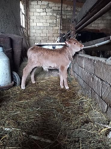 Yemlər: Erkek .şves — 3