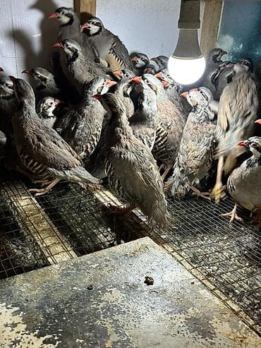 tutulma qus: YAZ ENDİRİMİ 8 aylıq yumurtlar tam sağlam kəkliklər təcili satılır — 1