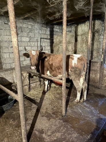 Digər heyvanlar: Süd və damazlıq üçün inək - Rəng: qəhvəyi-ağ alacalı - Buynuzlu, orta — 1