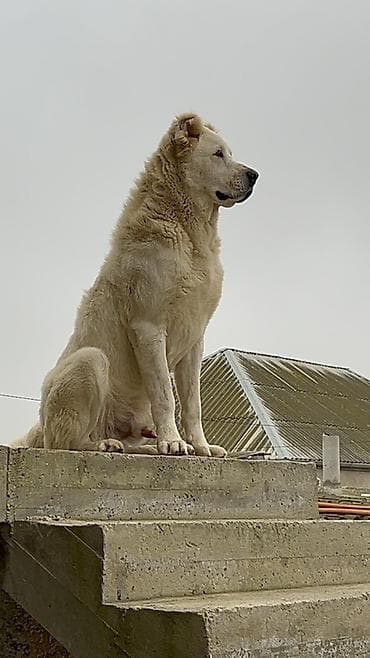 it ucun evler: Alabay, 2 il, Erkek, Peyvəndli — 2