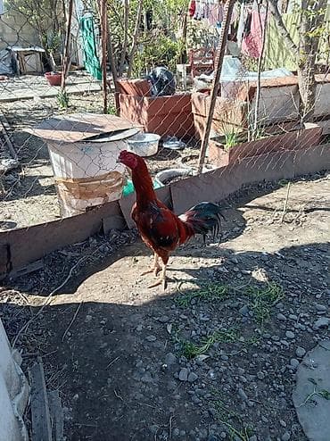 ev seraitinde cuce saxlamaq: Heyratii xoruz .1 yaşdan biraz artıqdı dava görməyib hələ — 2