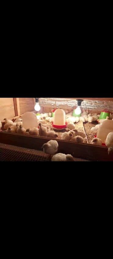 ataks cucələri: Toyuq cücələri, Ətlik — 1