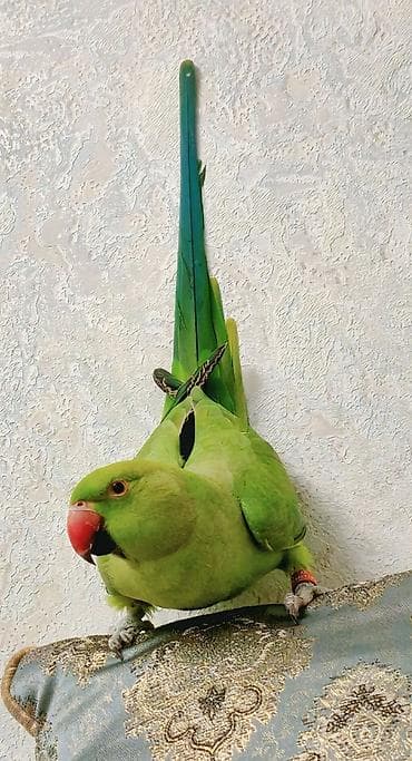 tutuquşlar: Hind halqalı (ringneck) papuqay – 5 söz bilir ələ gələndi qəfəsi də — 1