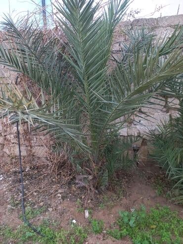 Qapıların quraşdırılması, montajı: Xurma palması fidanları - Növ: Phoenix dactylifera (xurma palması) - — 2