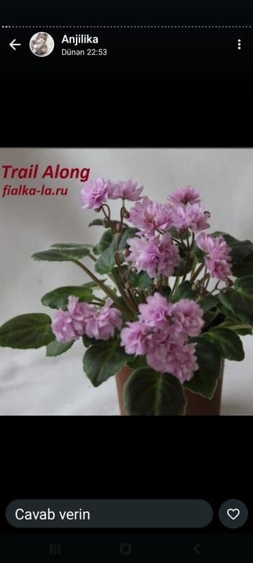 gül şəkilləri profil üçün: 5 — 3