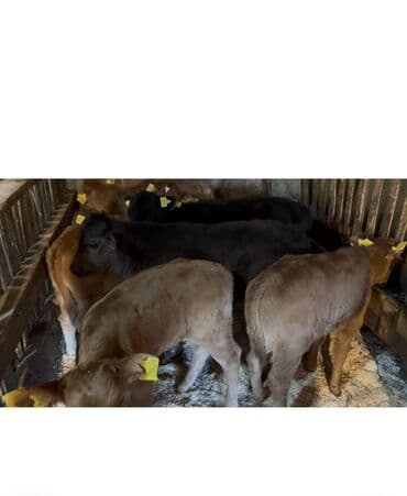 İtlər: Satışda: bala buzovlar qrupu Məlumat: - Yaş: təxminən 1–3 aylıq - — 1