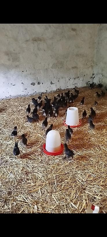 cücə və xoruz təmsil: 25 günlük Seçmə rəngli kənd cücələri satılır, hamısı qara rəngli, tam — 7
