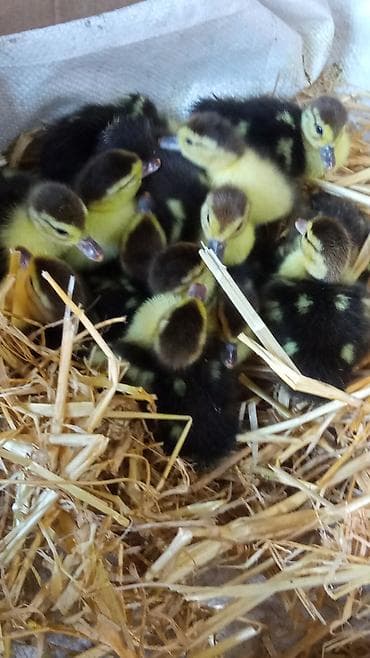 ordək bala: Lal ördək balası ana altınnan çıxıb 3 günlük — 1