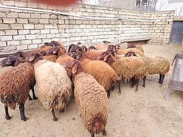 Satılır: Qoyun sürüsü - Növ: yerli xalı/xar (uzunquyruq, yağlı