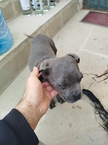 heyvan inek: Amerikan sortu pitbul Boz rəngdə balaca it balası - Cins: qısa tüklü — 2