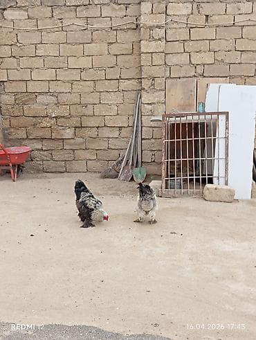 Brahma cinsindən 2 ədəd xoruz satılır bir ədədi 50 manata ikisi