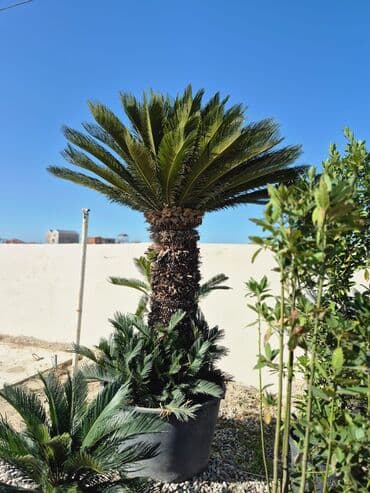 həmişə yaşıl bitkilər: Bağ və landşaft üçün iynəyarpaqlı dekorativ bitkilər - Thuja — 22
