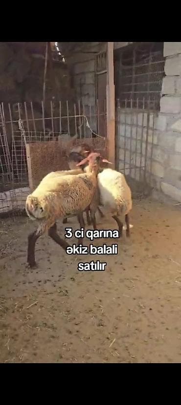 at satiram: 3-cü qarnına əkiz balalı qoyun satılır dişi balali istəyən olsa yazsın — 2