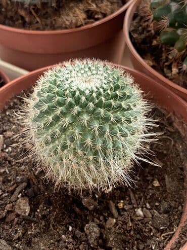 advent calendar qiymeti: Kaktuslar fərqli qiymətlərlə — 9