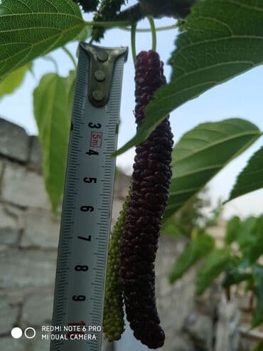 çiyələk ağacı: Tut ağacı (Pakistan)sortu şekilde göründüyü kimi meyvəsinin uzunluğu — 3