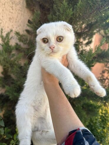 şotlan pişik: Şotland yastı qulaq, Erkək, Dişi, Yaxşı əllərə, Ünvandan götürmə, Pulsuz çatdırılma, Ödənişli çatdırılma — 209