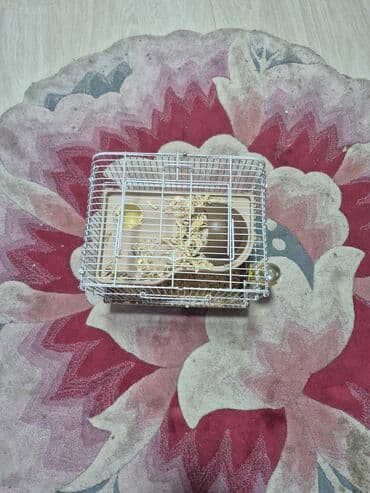 клетки для хомяков в баку: Dişi və erkək xomyaklar və 6 balası satılır.Kletka üstündə verilir — 2