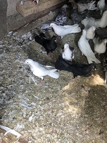 ev qus: Salam razılaşma yolu ile elaqe saxlayın Satışa müxtəlif rəng və cinsdə — 3
