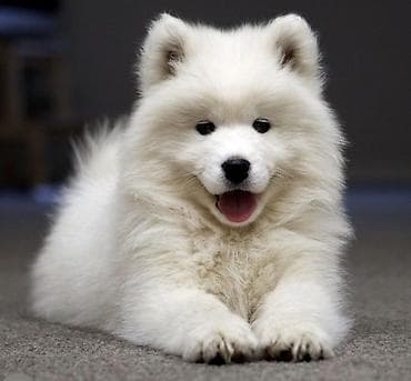 itlerin satisi ucuz: Samoyed, 2 ay, Pulsuz çatdırılma — 4