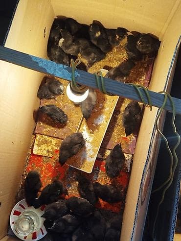 toyuq: Toyuq cücələri, Damazlıq — 2