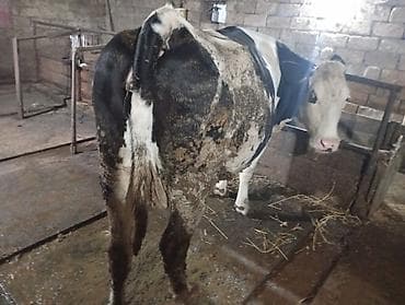 simmental inək cinsi: Salam hər cür mal var sagmal boğaz balamı qiymətlər fərqlidir isdiyen — 3