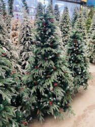 yolka ağacları: Yolka — 2