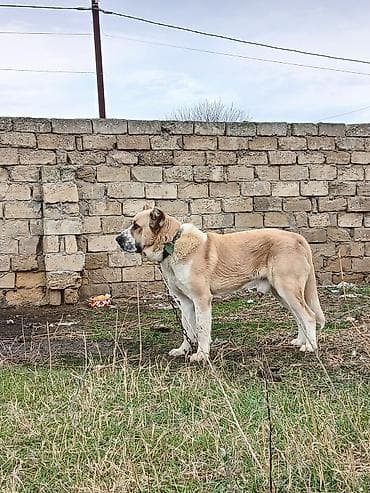 afçarka itlər: Qurdbasar, 1 il, Erkek, Cütləşmə üçün, Ünvandan götürmə — 2