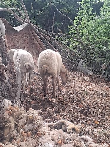 qusar heyvan satışı: Super 2dene cavan qoyundu Təsvir: - Şəkillərdə yerli cins qoyunlar — 2