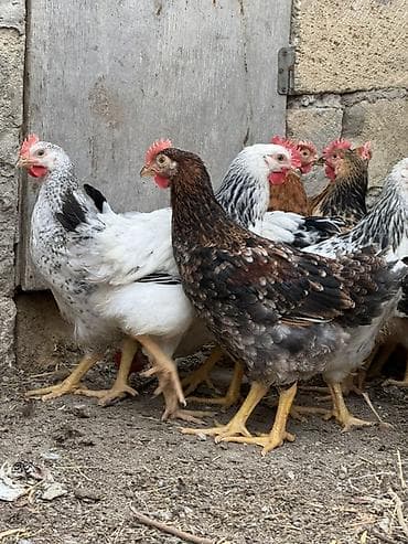 Məhsul: Ev təsərrüfatı üçün yerli toyuqlar (qarışıq rəngli yumurta və