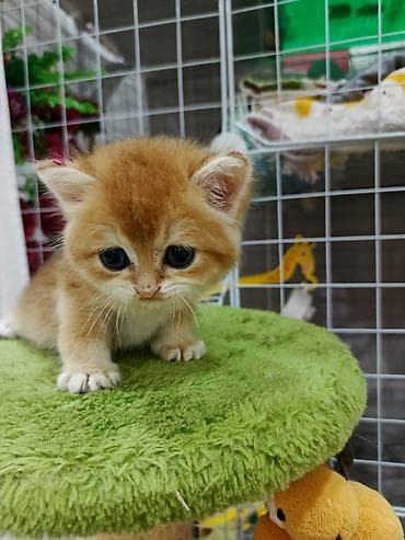 chinchilla: Qızıl şinşilla, Erkək, Dişi, Yaxşı əllərə, Ünvandan götürmə, Ödənişli çatdırılma, Rayonlara çatdırılma — 10