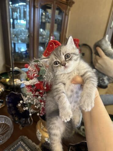 pişik ucuz: Şotland — 9