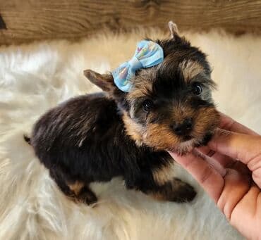 Opel: Yorkşir teryer, 1 ay, Erkek, Sənədli, Pulsuz çatdırılma — 2