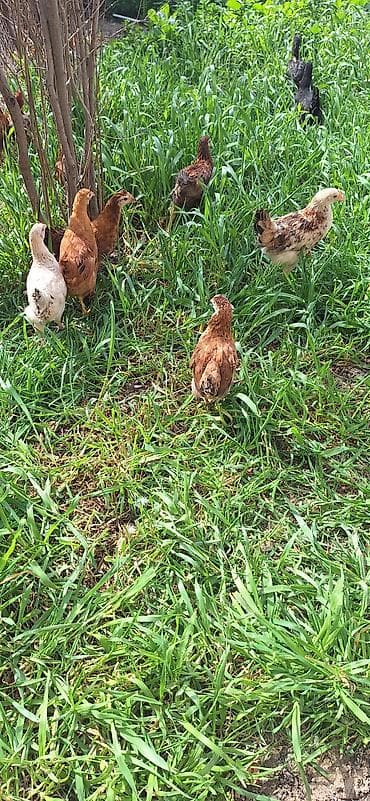 toyuq sortlari: Toyuq cücələri, Damazlıq, Ödənişli çatdırılma — 5