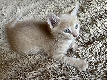 dəvə: 🐾 Sevimli balalar yeni evlərini axtarırlar 🐾 Sevgi dolu ailəsini — 4