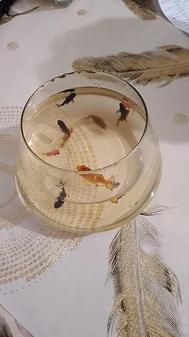 akvarium baliqlari haqqinda melumat: Oranda, Sülhsevər — 2