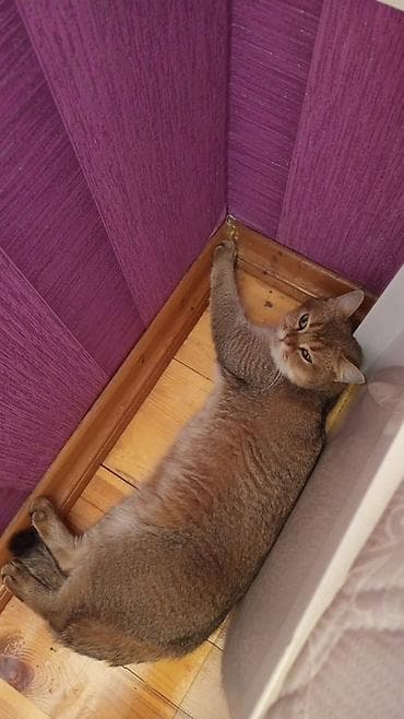 Britan lalafo.az -da Britan