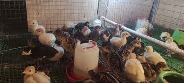 simental inek satilir: Bir həftəlik amerikan bronz və ağ kanada hinduşka balaları . anaları — 5