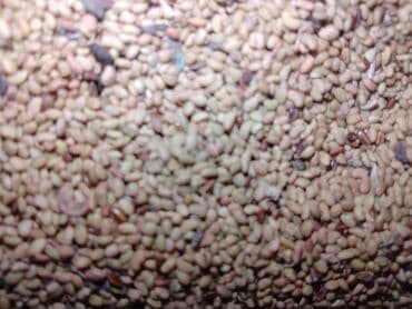 ucuz jaluzi: Təmiz yonca toxumu — 2