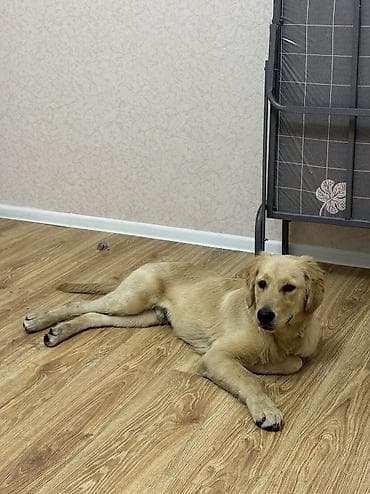 Heyvanlar: Retriever, 5 ay — 4