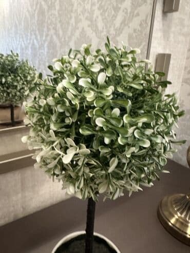 toxuma guller: Dekorativ topiar bitki – ağ keramik dibçəkdə - Realistik görünüşlü — 3