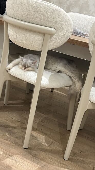 İtlər: Şinşilla, Dişi, Yaxşı əllərə — 5