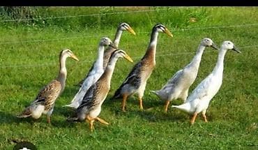 Dişi, | Lal ördək, Damazlıq, Ödənişli çatdırılma, Rayonlara çatdırılma lalafo.az -da Dişi, | Lal ördək, Damazlıq, Ödənişli çatdırılma, Rayonlara çatdırılma