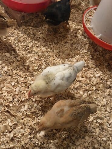 21 günlük cücələrdi. Ümumi sayı 350 ədəd. Hər bir dərmanı vaxtı